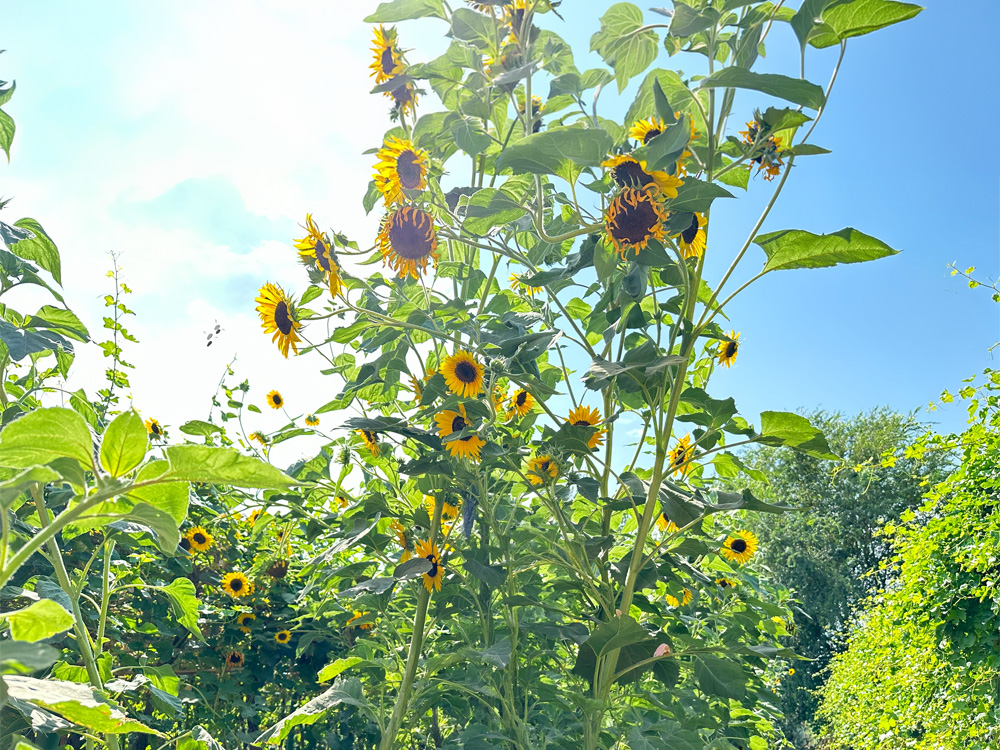 Sunflowers in bloom in Xinjiang